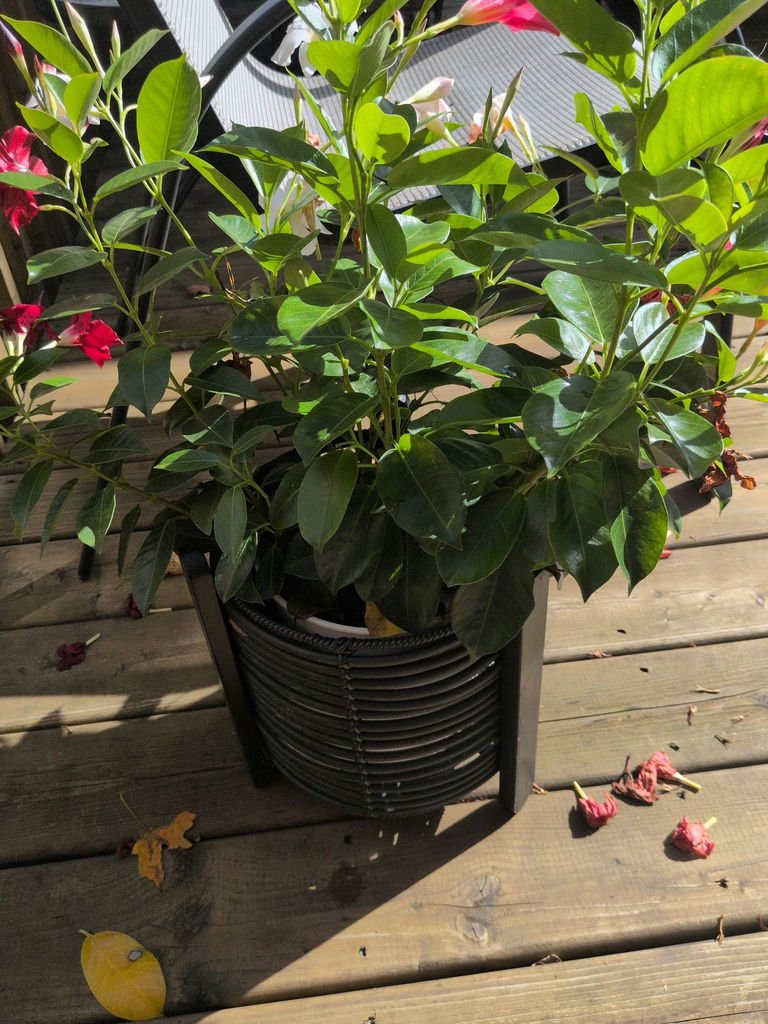 Flowering Potted Plant in Black Planter - image 3 of 4