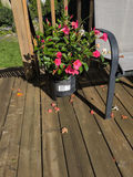 Flowering Potted Plant in Black Planter - thumbnail 1 of 4