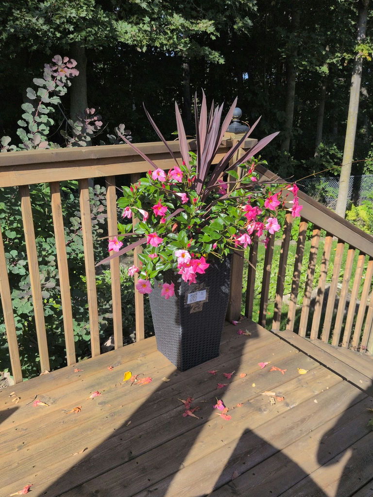 Black Wicker Planter with Pink Flower Arrangement - image 1 of 4