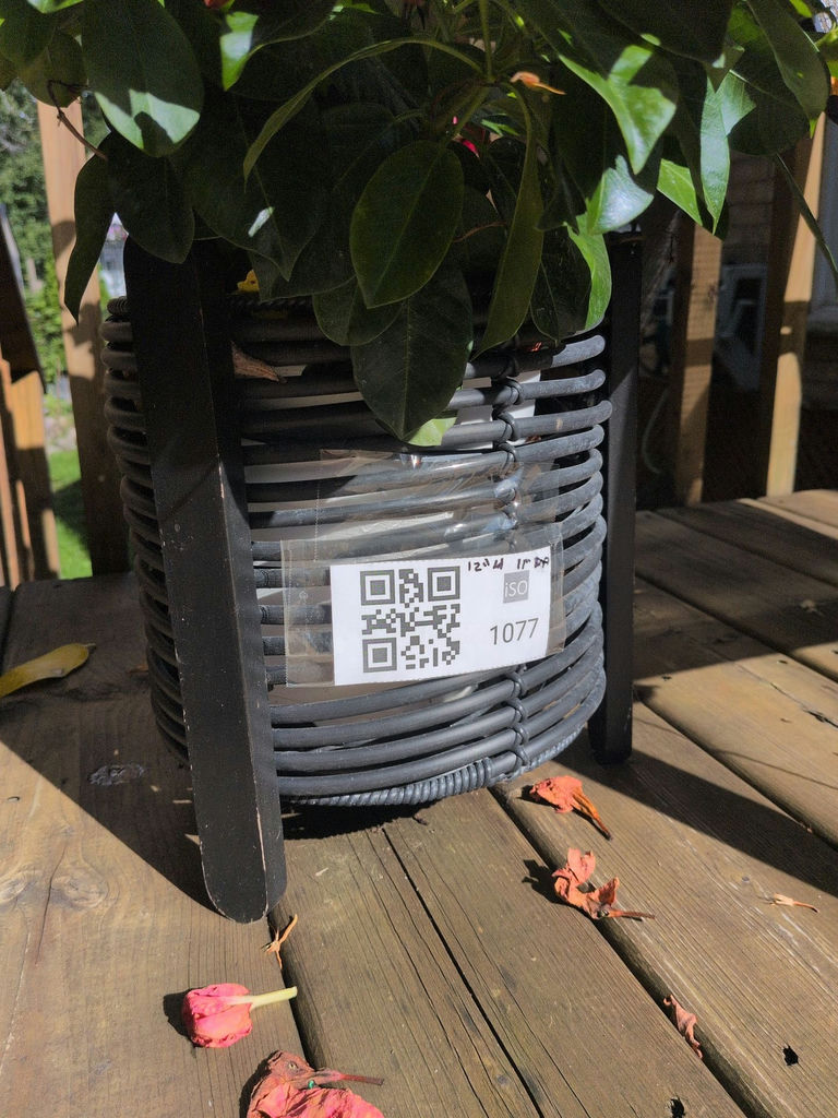 Flowering Potted Plant in Black Planter - image 4 of 4