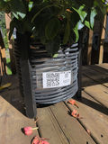 Flowering Potted Plant in Black Planter - thumbnail 4 of 4