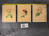 Three framed vintage rose botanical prints - thumbnail 1 of 1