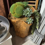 Assorted kitchenware, storage boxes, and decorative plant arrangement - thumbnail 7 of 8