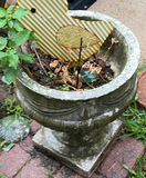 Overgrown planters and containers in a yard - thumbnail 1 of 4