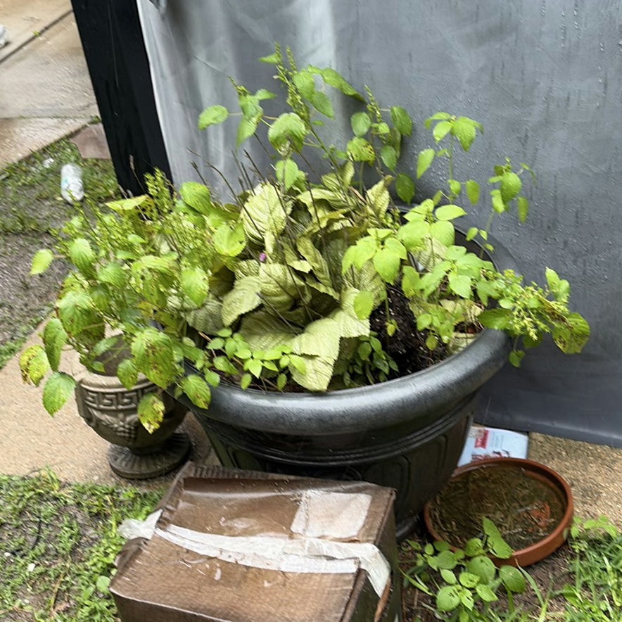 Overgrown planters and containers in a yard - image 3 of 4