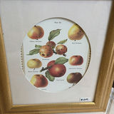 Collection of Framed Botanical and Still-Life Art - thumbnail 10 of 11