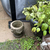 Overgrown planters and containers in a yard - thumbnail 4 of 4