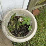Ornate garden planters and iron umbrella stand - thumbnail 4 of 5