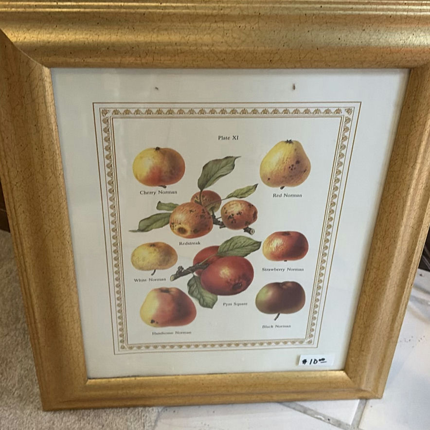 Collection of Framed Botanical and Still-Life Art - image 6 of 11