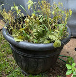 Overgrown planters and containers in a yard - thumbnail 2 of 4