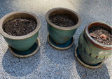Green Garden Lot - thumbnail 3 of 5