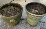 Green Garden Lot - thumbnail 4 of 5