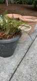 Plastic And Foam Pots - thumbnail 2 of 4