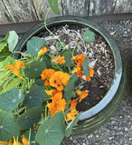 Pair Of Green Ceramic Planters - thumbnail 5 of 5
