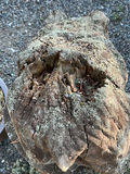 Chainsaw Weathered Bears Yard Art - thumbnail 8 of 8