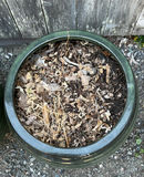 Pair Of Green Ceramic Planters - thumbnail 3 of 5