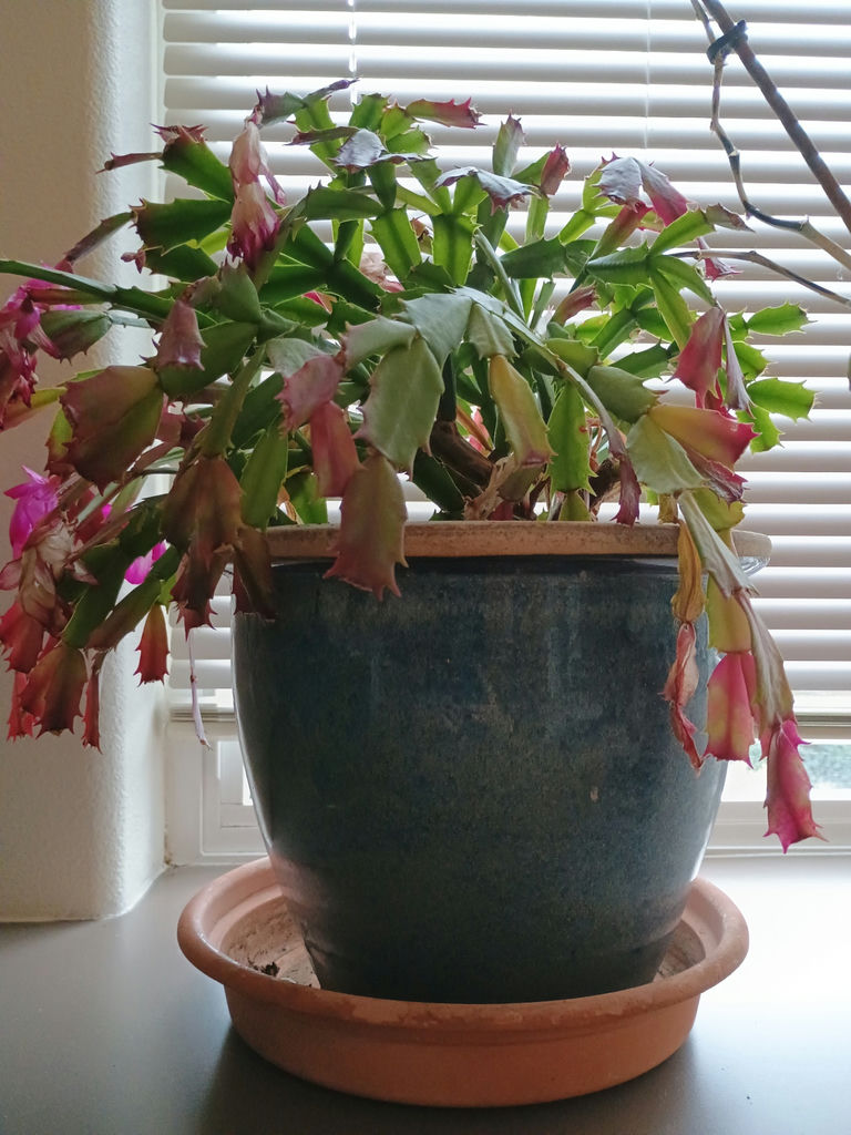 Small Christmas Cactuc & Orchid, Vintage Ceramic Pots - image 5 of 6