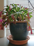 Small Christmas Cactuc & Orchid, Vintage Ceramic Pots - thumbnail 5 of 6