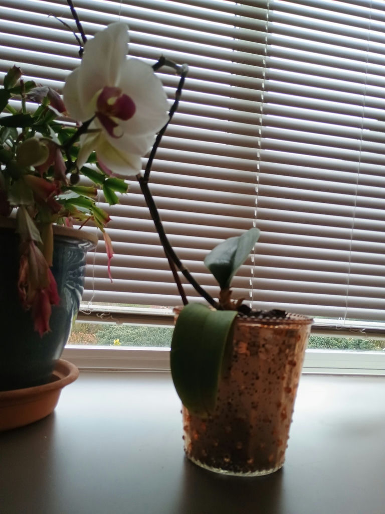 Small Christmas Cactuc & Orchid, Vintage Ceramic Pots - image 6 of 6