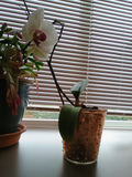Small Christmas Cactuc & Orchid, Vintage Ceramic Pots - thumbnail 6 of 6