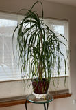 Large House Ponytail Plant, Metal And Glass Table - thumbnail 2 of 4