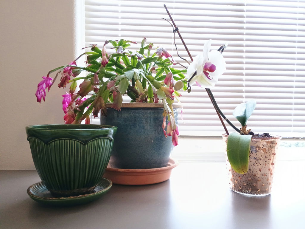 Small Christmas Cactuc & Orchid, Vintage Ceramic Pots - image 1 of 6