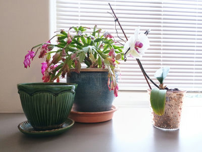 Small Christmas Cactuc & Orchid, Vintage Ceramic Pots - Image 1 of 6
