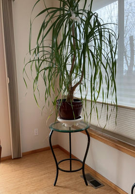 Large House Ponytail Plant, Metal And Glass Table - Image 1 of 4