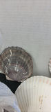 Large Seashells and Small Beach Shells - thumbnail 4 of 8