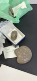 Fossils and Sedimentary Rock Samples - thumbnail 11 of 12