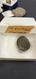 Fossils and Sedimentary Rock Samples - thumbnail 10 of 12