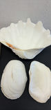 Seashells - thumbnail 1 of 8