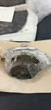 Fossils and Sedimentary Rock Samples - thumbnail 2 of 12