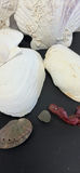 Large Seashells and Small Beach Shells - thumbnail 7 of 8