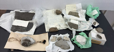 Fossils and Sedimentary Rock Samples - Image 1 of 12