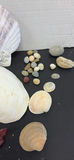 Large Seashells and Small Beach Shells - thumbnail 8 of 8