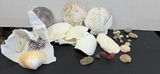 Large Seashells and Small Beach Shells - thumbnail 1 of 8
