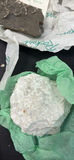Fossils and Sedimentary Rock Samples - thumbnail 9 of 12
