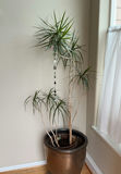 House Plant In Large Gold Ceramic Pot - thumbnail 1 of 4