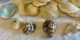 30+ Natural Coastal Sea Life & Seashell Collection - thumbnail 5 of 6