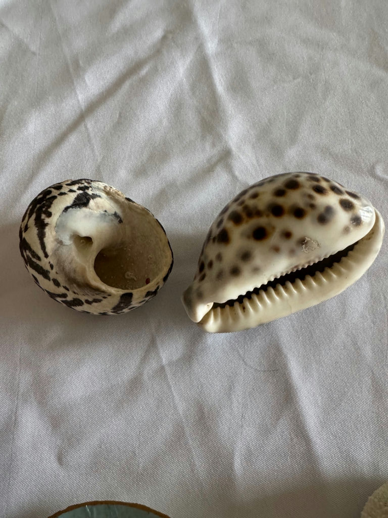 30+ Natural Coastal Sea Life & Seashell Collection  - image 6 of 6