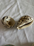 30+ Natural Coastal Sea Life & Seashell Collection  - thumbnail 6 of 6