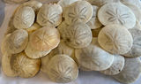 30+ Natural Coastal Sea Life & Seashell Collection - thumbnail 3 of 6