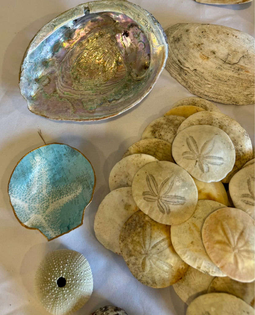 30+ Natural Coastal Sea Life & Seashell Collection - image 2 of 6