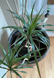 House Plant In Large Gold Ceramic Pot - thumbnail 3 of 4