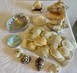 30+ Natural Coastal Sea Life & Seashell Collection - thumbnail 1 of 6