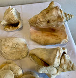30+ Natural Coastal Sea Life & Seashell Collection  - thumbnail 4 of 6