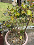 Large Glazed and Terracotta Resin Planters - thumbnail 3 of 3
