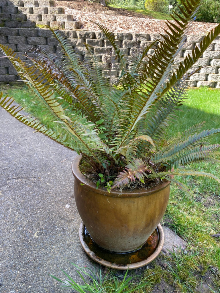 Outdoor Table and Pot With Fern - image 4 of 4
