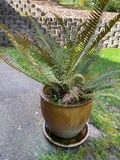 Outdoor Table and Pot With Fern - thumbnail 4 of 4